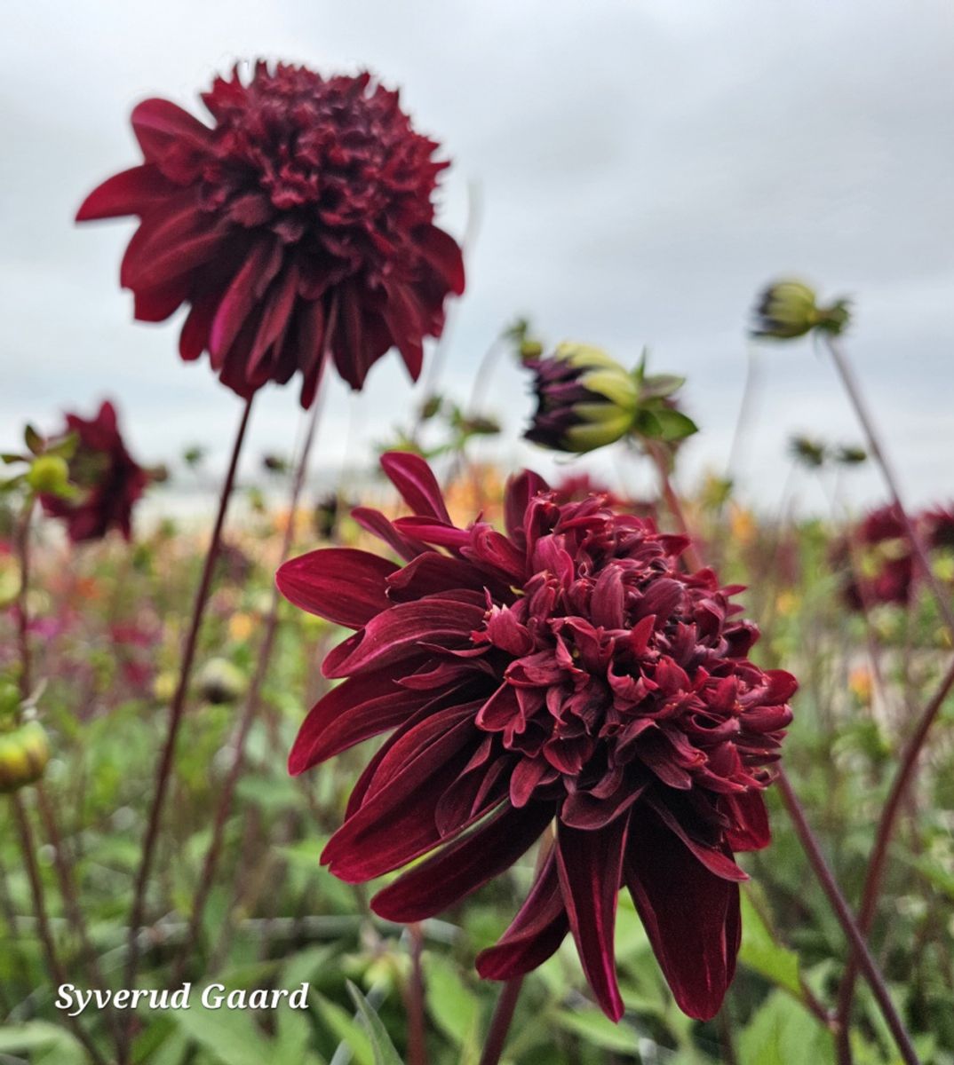 Dahlia Soulman 