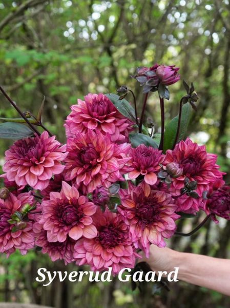 Hovedbilde Dahlia Molly Raven 