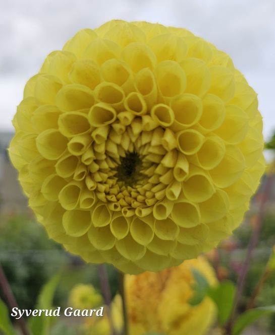 Hovedbilde Dahlia Britt 