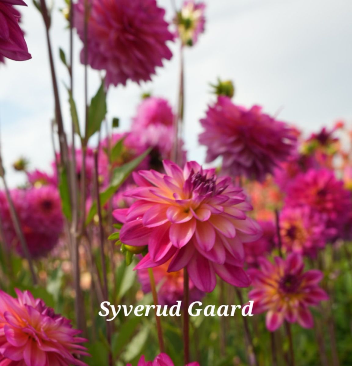 Dahlia Loe`s Nyhet 2026