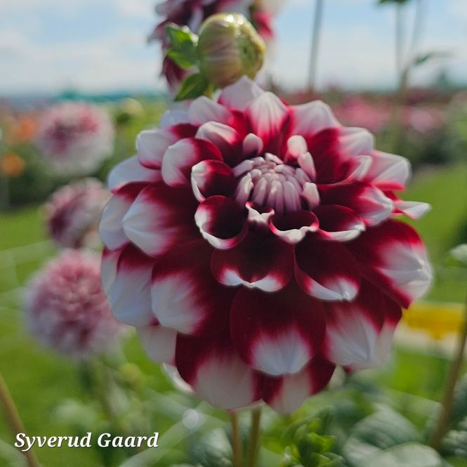 Hovedbilde Dahlia Checkers 