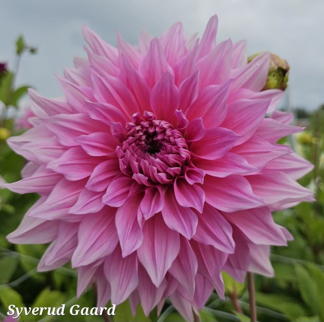 Hovedbilde Dahlia Café Au Lait Rosé 