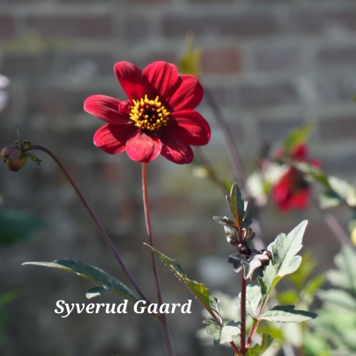 Dahlia Bishop Of Auckland 