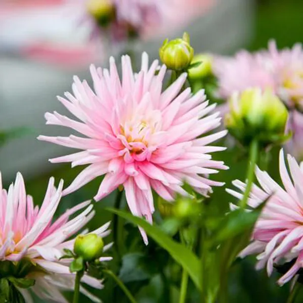 Hovedbilde Dahlia Park Princess  