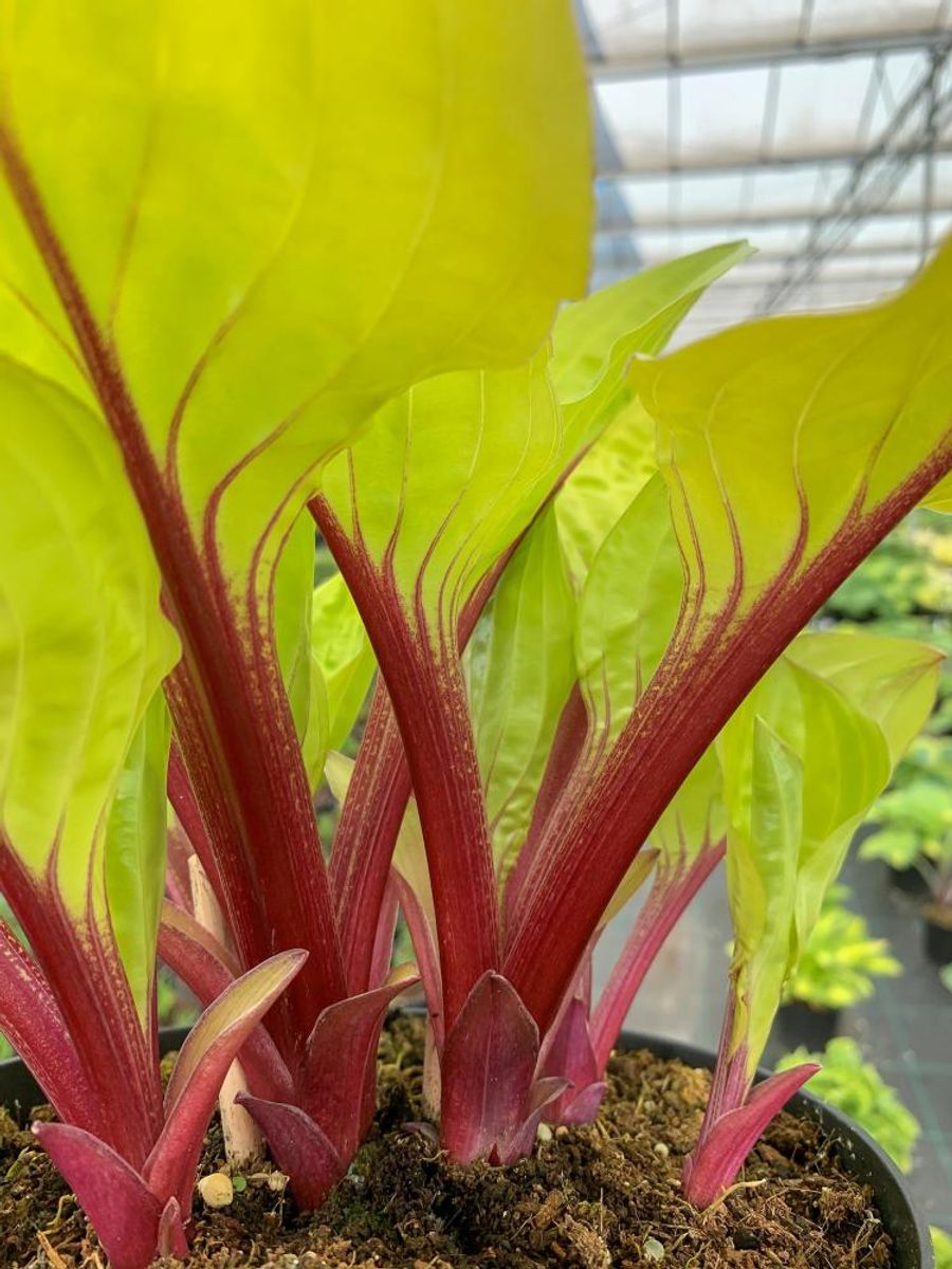 Hosta Lemon Snap 