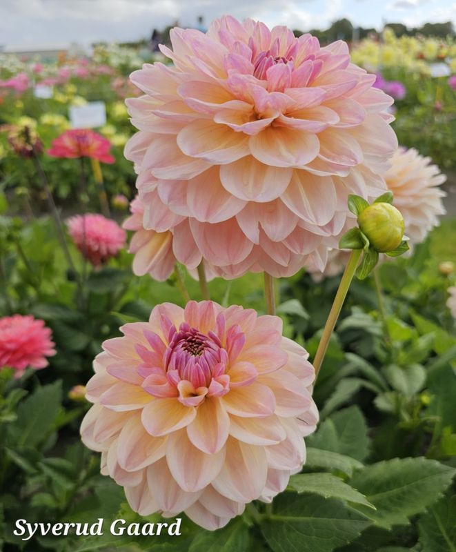 Dahlia Maya  