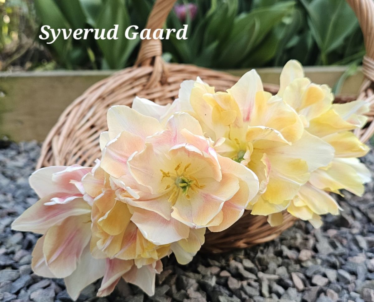 Tulipan Creme Upstar 7 stykk