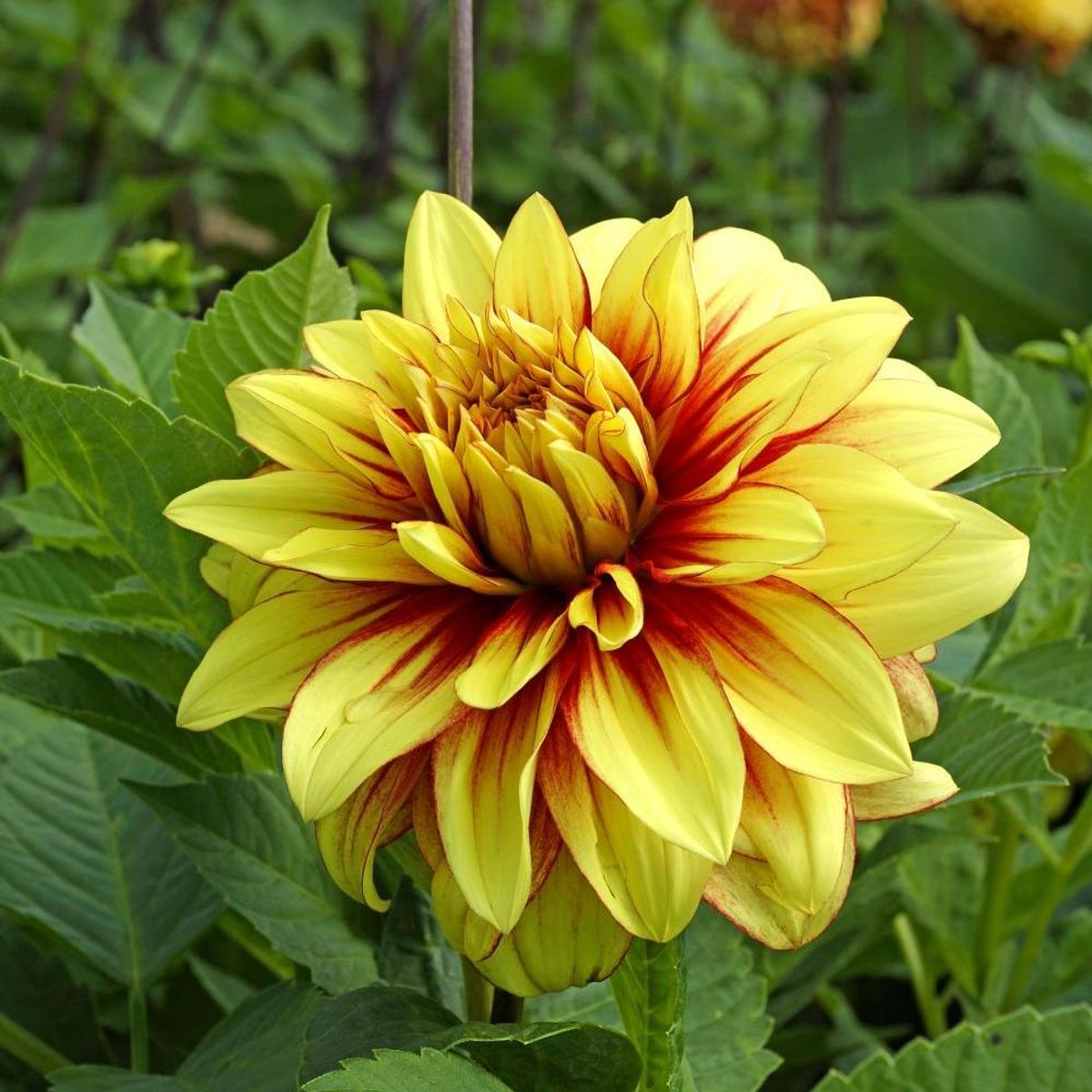 Dahlia Dazzling Sun
