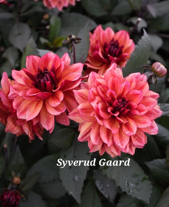 Dahlia Invitation 
