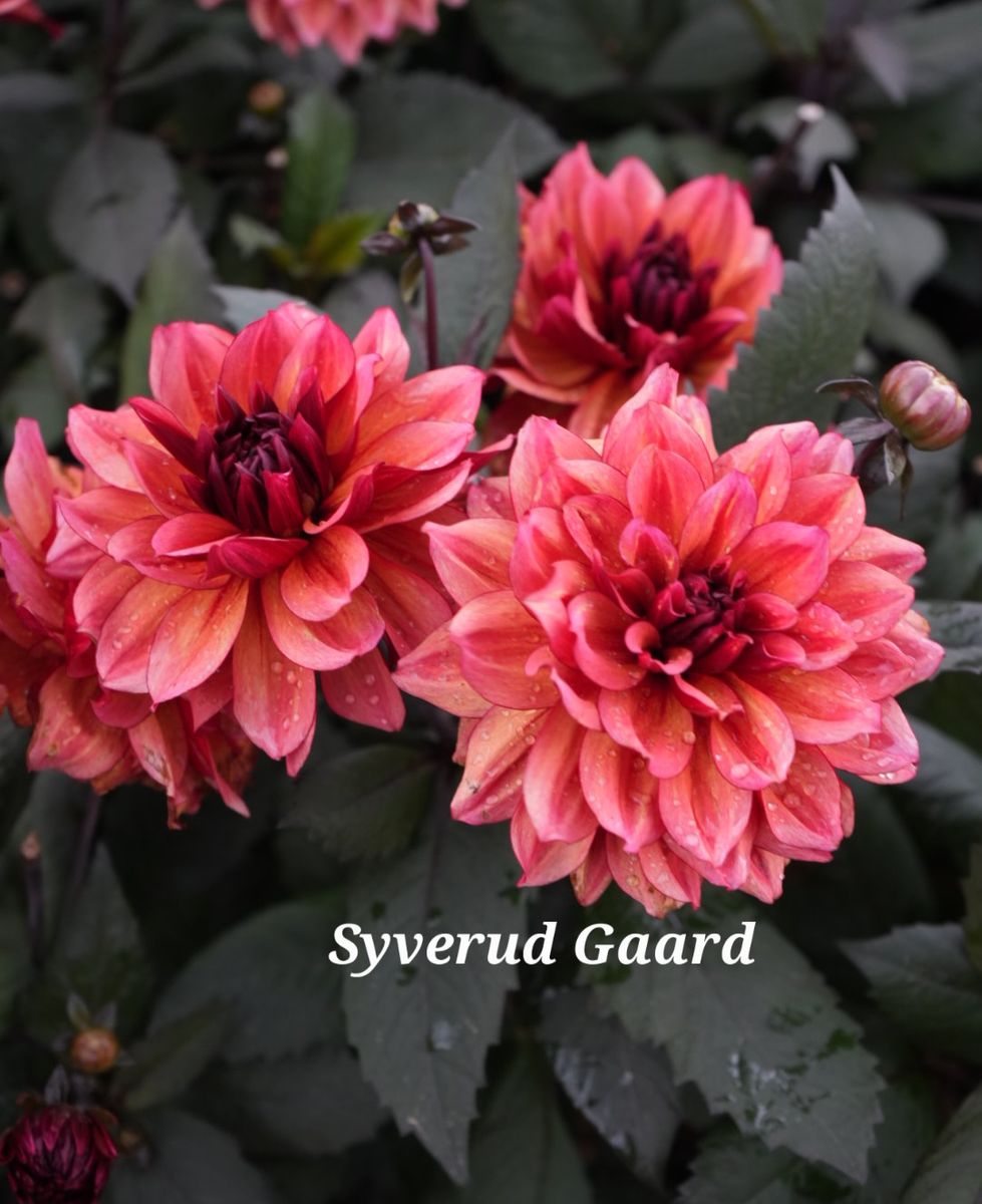 Dahlia Invitation Nyhet 2026