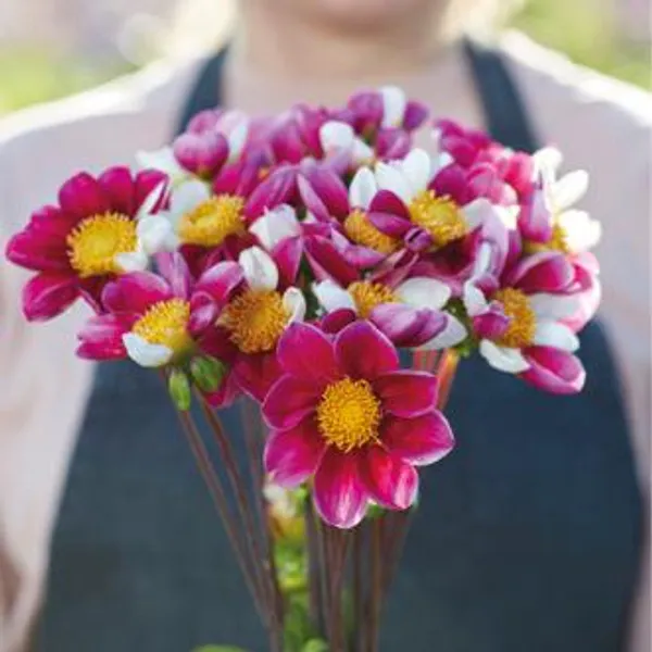 Hovedbilde Dahlia Twyning's Smarty