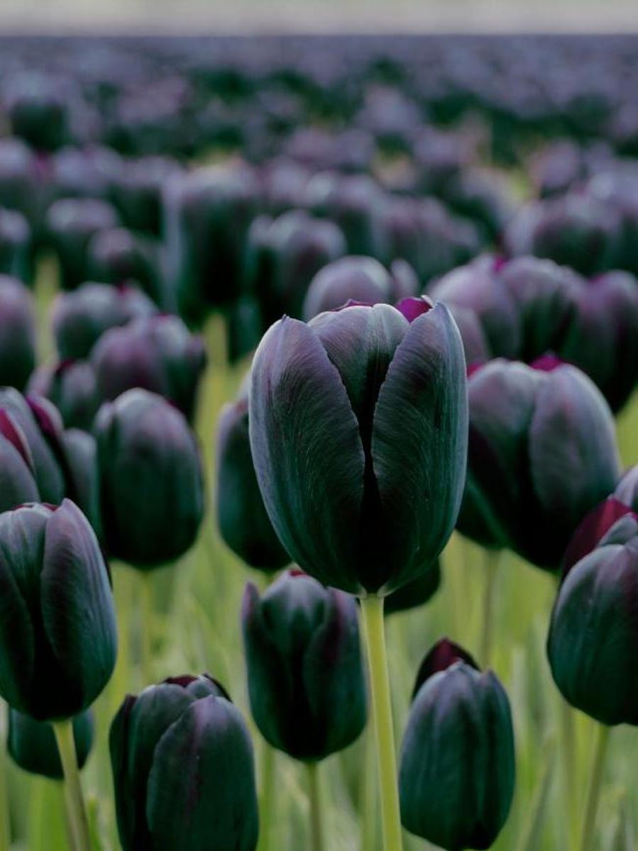Tulipan Queen of the Night 5 stykk 