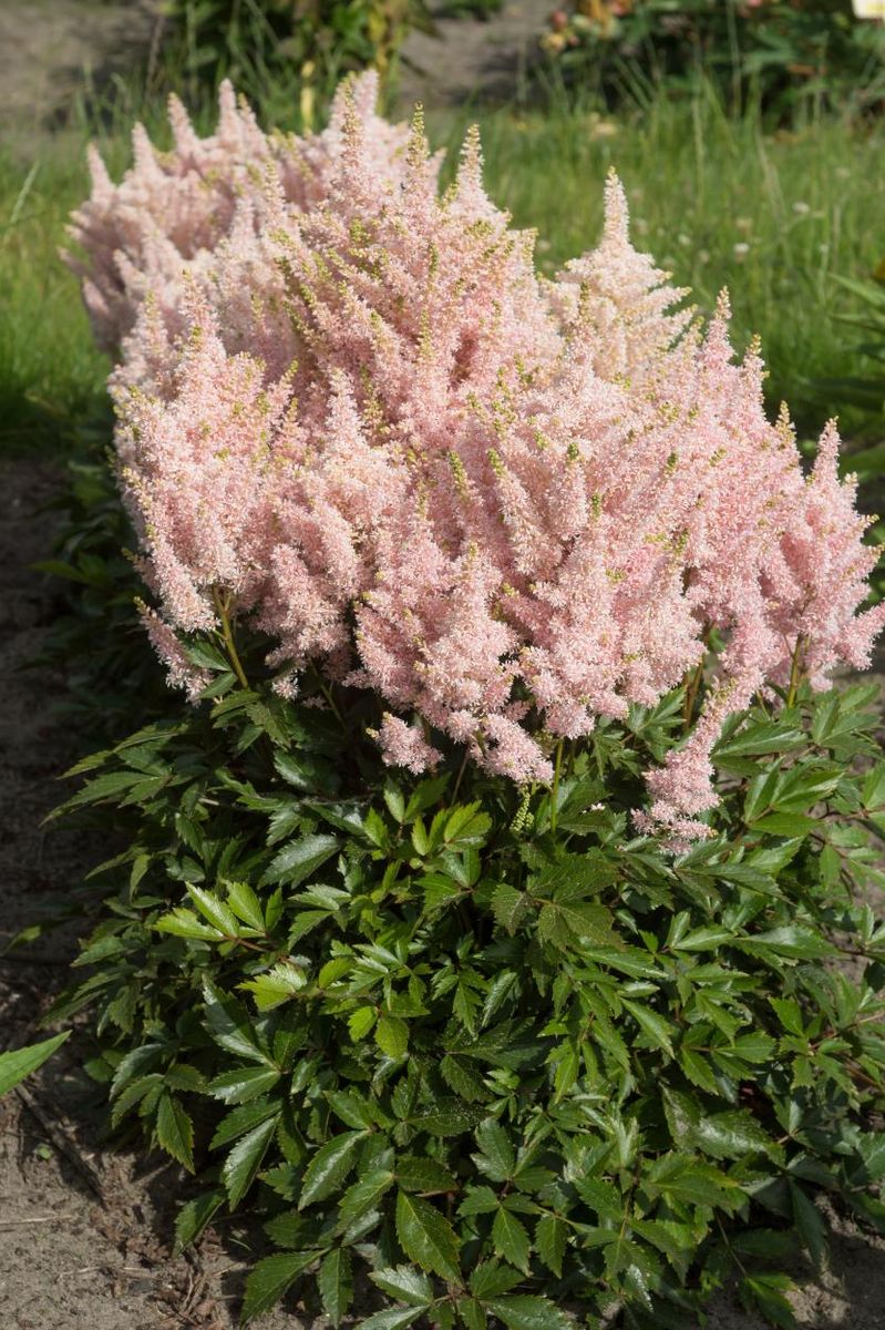 Astilbe Younique Salmon 1 stykk 