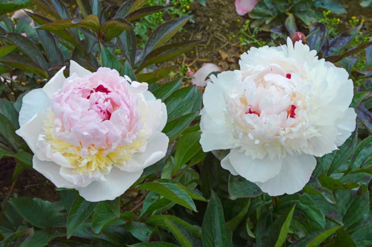 Paeonia Madame de Verneville Nyhet