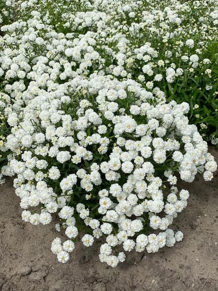 Hovedbilde Achillea ptarmica Diadem 1 stykk Nyhet
