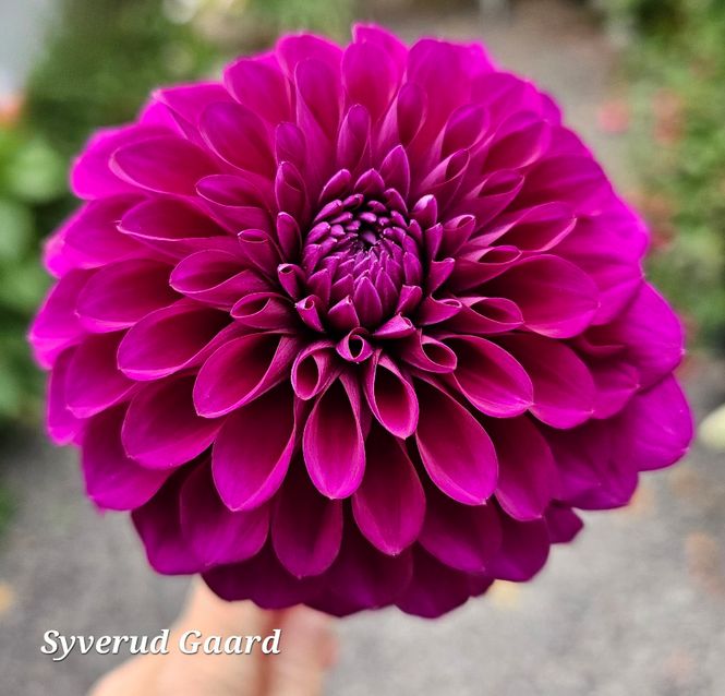 Hovedbilde Dahlia Cryfield Harmony 