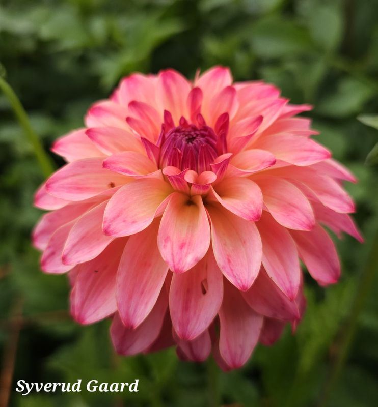 Dahlia Belfloor 