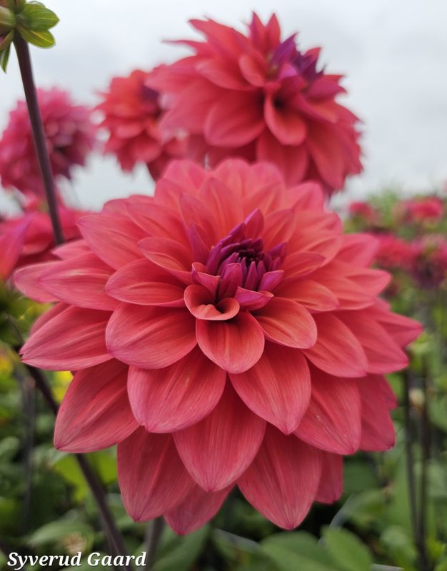 Dahlia American Dawn 
