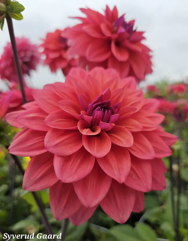Dahlia American Dawn 