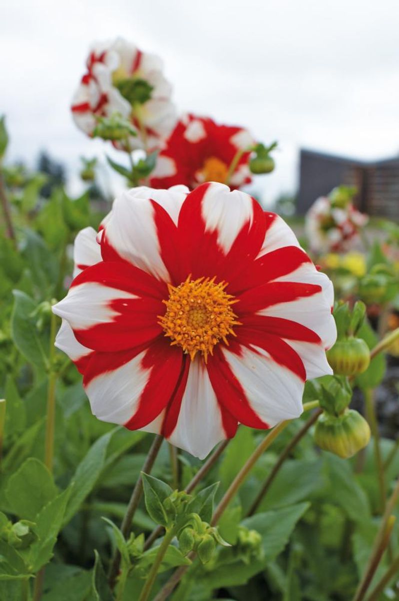 Dahlia Fire And Ice Nyhet 2026