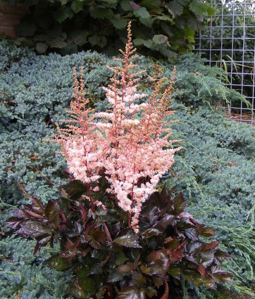 Hovedbilde Astilbe Spotlight 1 stykk Nyhet