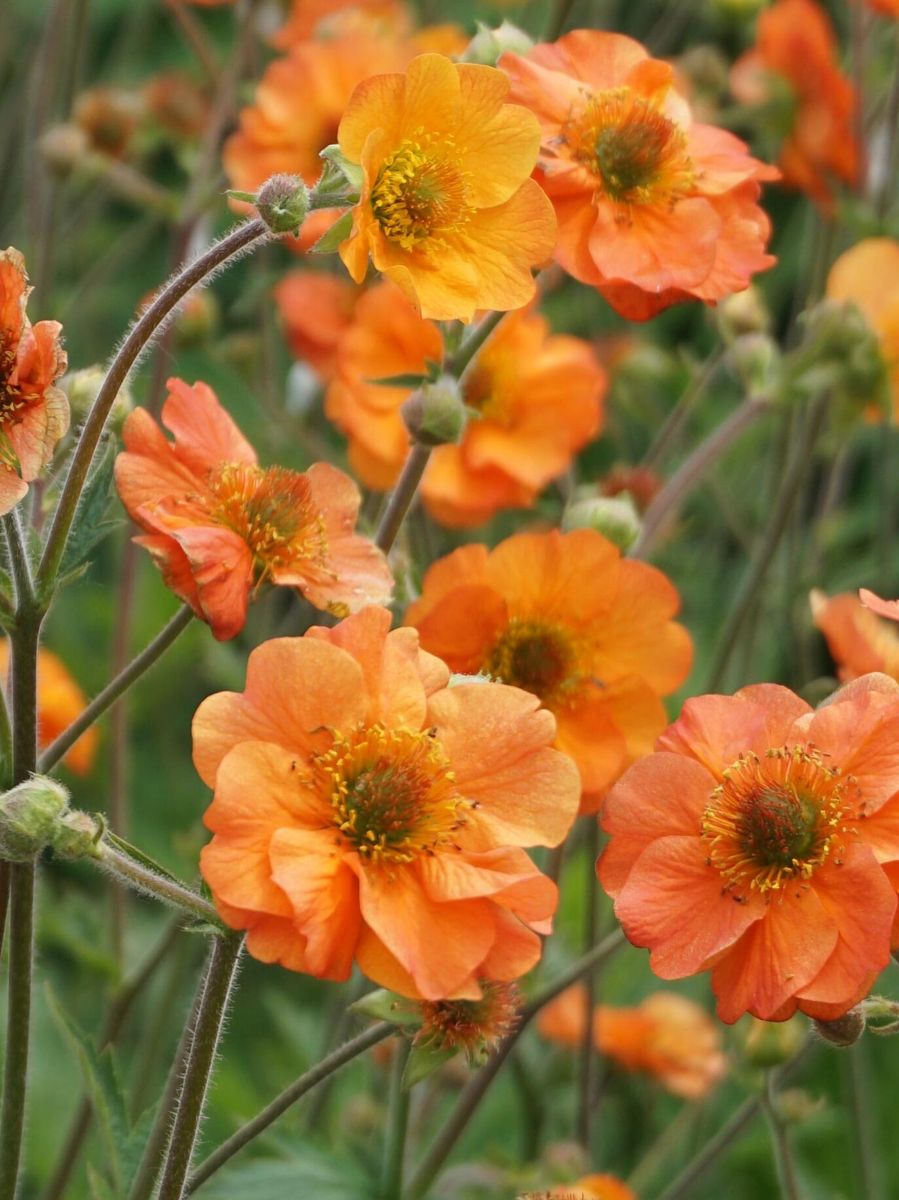 Geum Totally Tangerine  Nyhet