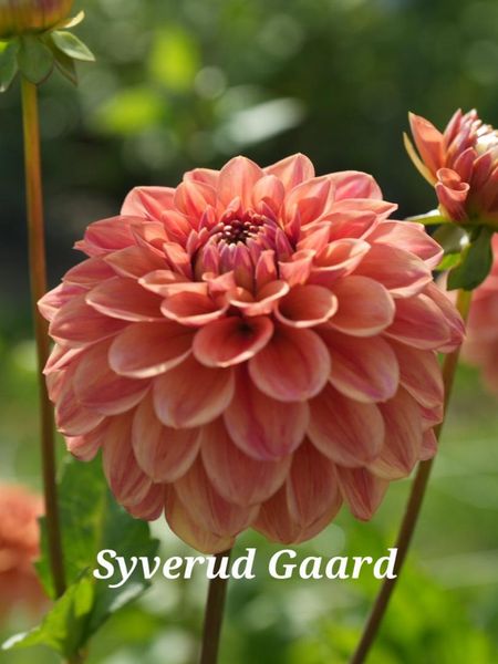 Hovedbilde Dahlia Iced Tea 
