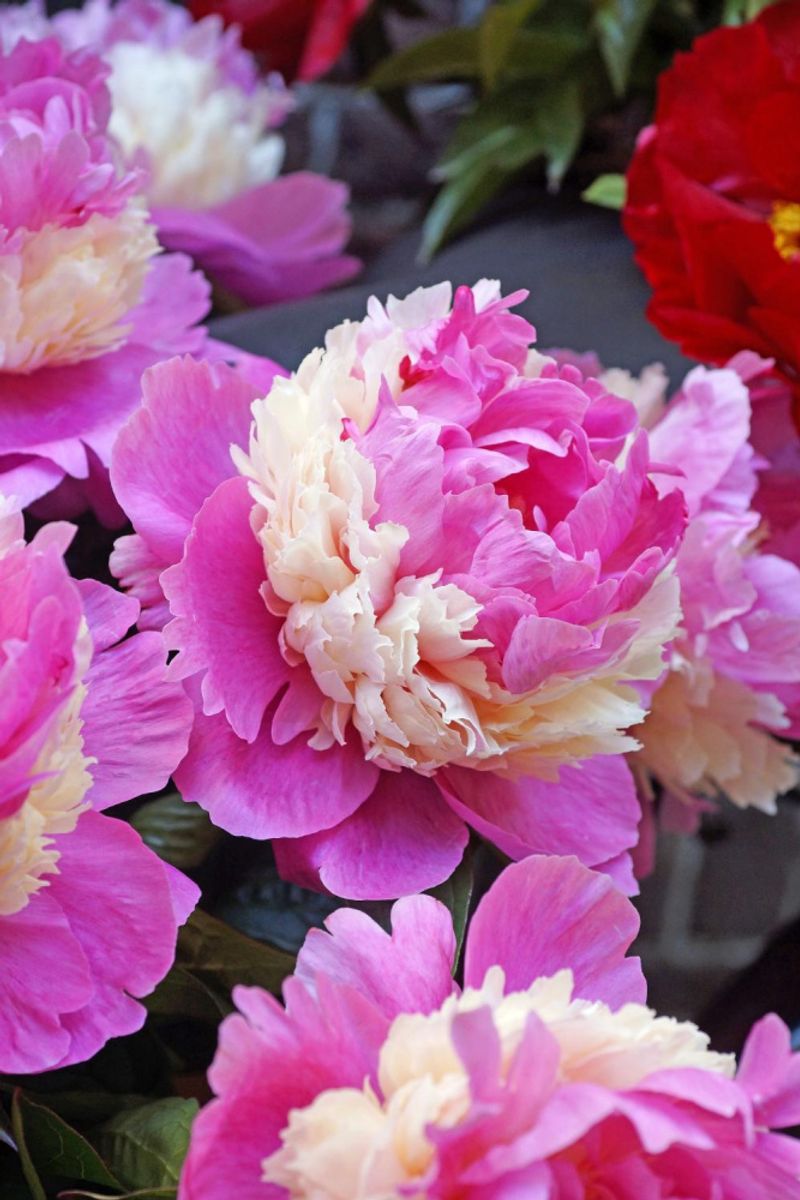 Paeonia Sorbet Nyhet