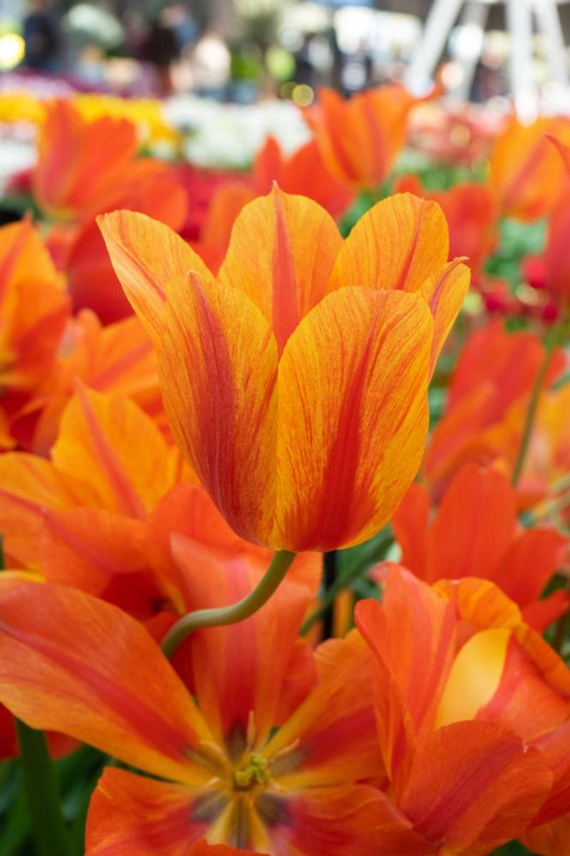 Tulipan El Nino 5 stykk 