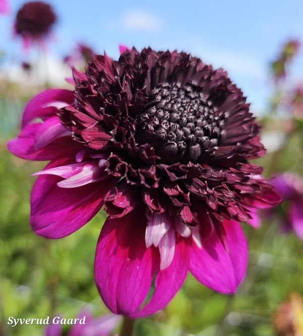 Hovedbilde Dahlia Misses Amy 