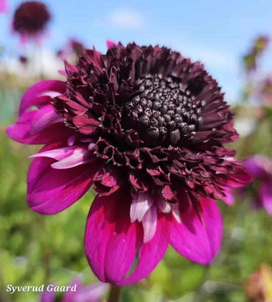 Hovedbilde Dahlia Misses Amy 