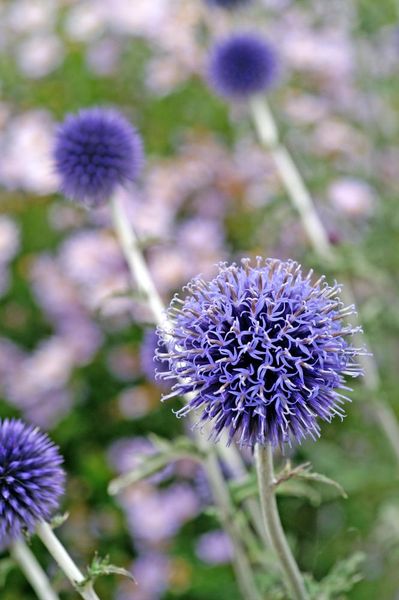 Hovedbilde Echinops Veitch's Blue 1 stykk Nyhet
