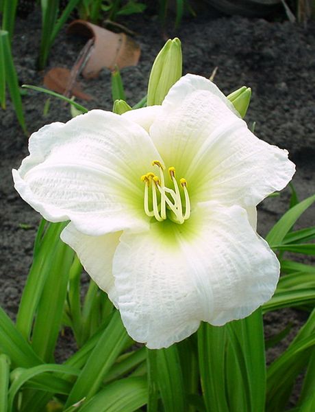 Hovedbilde Hemerocallis Gentle Shepherd  1 stykk Nyhet