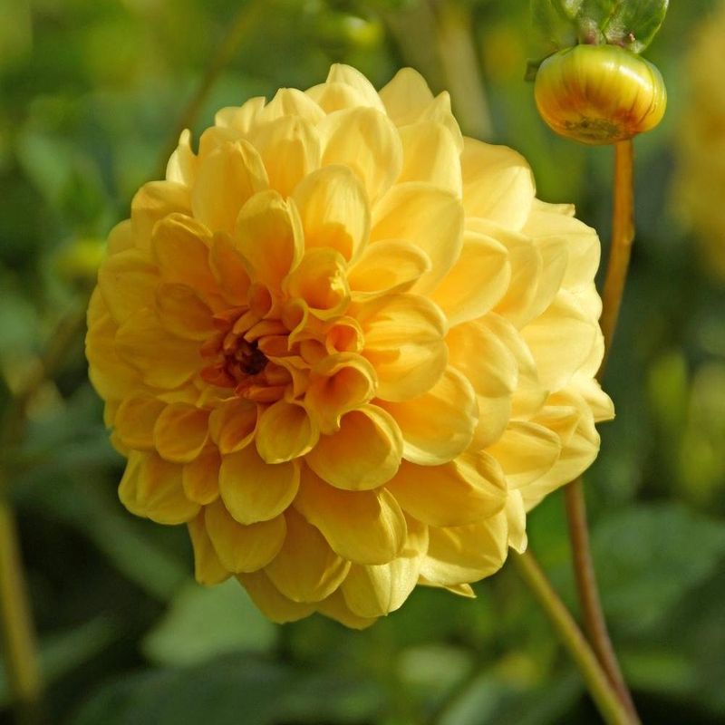 Dahlia Golden Scepter