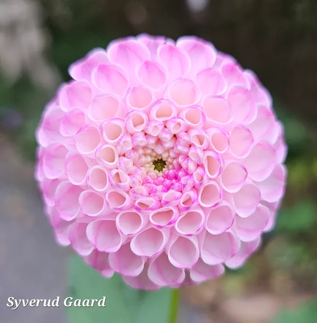 Hovedbilde Dahlia Maaike 