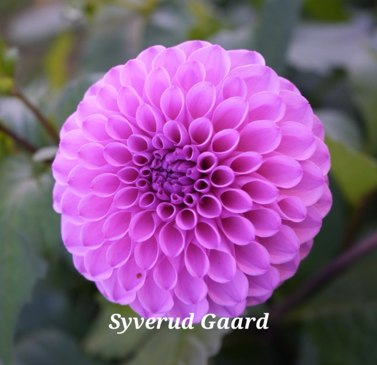 Dahlia Robann Regal 