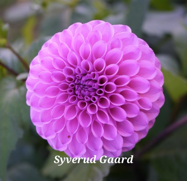 Hovedbilde Dahlia Robann Regal 