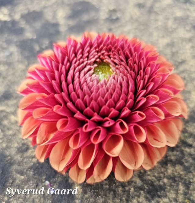 Hovedbilde Dahlia Copperboy