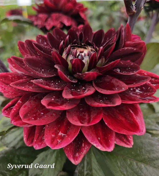 Hovedbilde Dahlia After Dusk