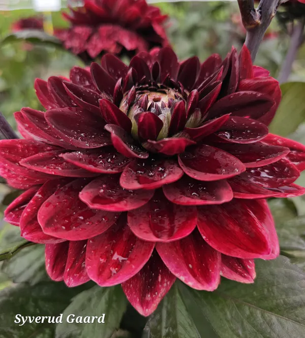 Hovedbilde Dahlia After Dusk