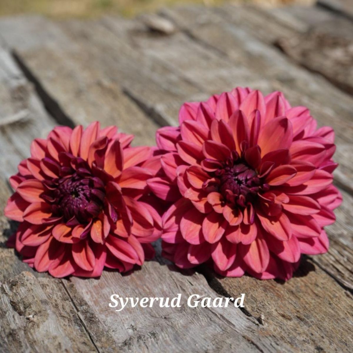 Dahlia Arit Anderson/Klara Zak Nyhet 2025