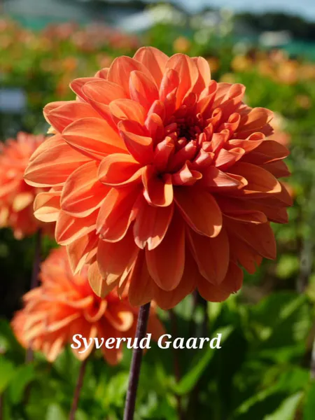 Hovedbilde Dahlia Orange King/Royal king Nyhet 2026