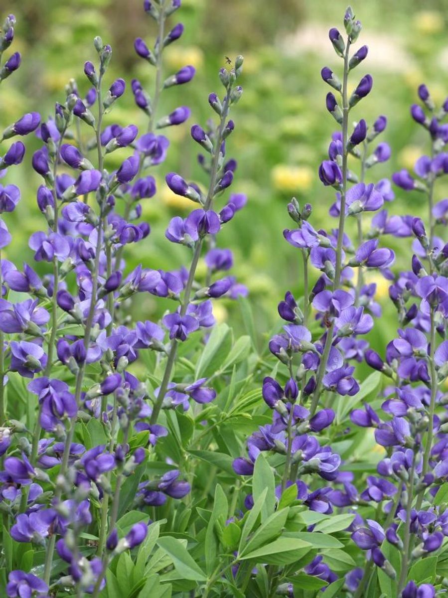 Baptisia australis 