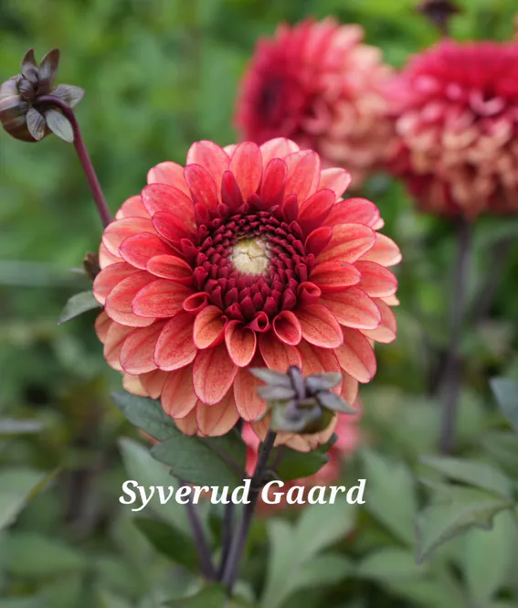 Hovedbilde Dahlia Maria Strella Nyhet 2027