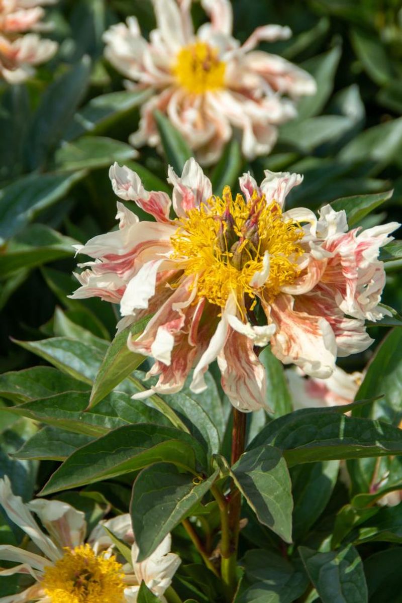Paeonia Green Lotus 
