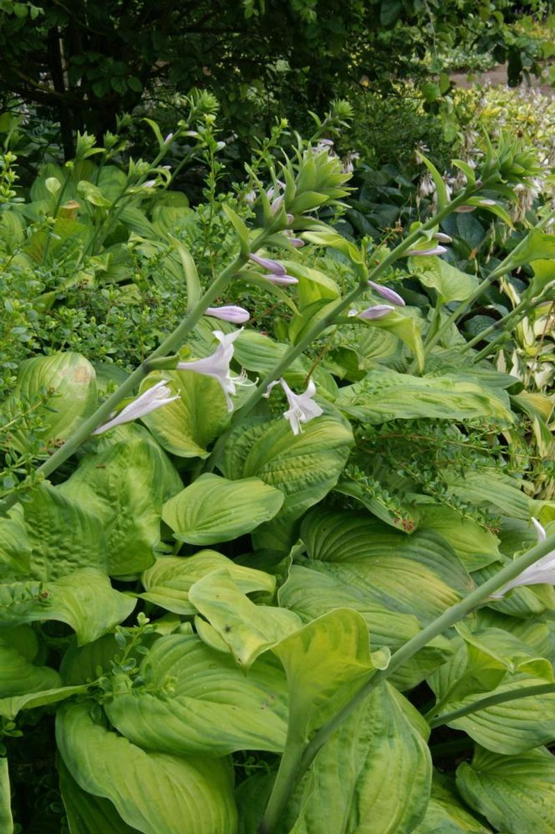 Hosta Guacamole 1 stykk Nyhet