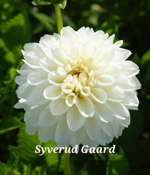 Hovedbilde Dahlia Creme Corner Nyhet 2026