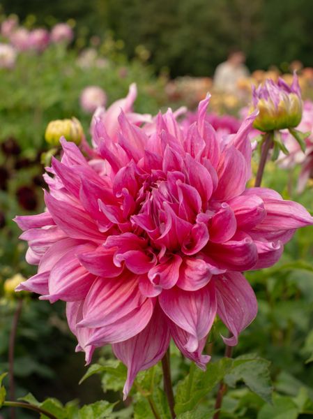 Hovedbilde Dahlia Maki Nyhet 2026