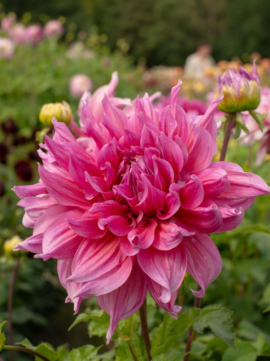 Dahlia Maki Nyhet 2026