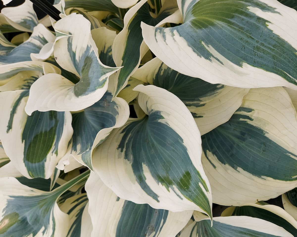 Hosta Firn Line 1 stykk Nyhet